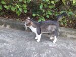 猫咪