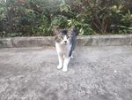 猫咪