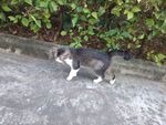 猫咪