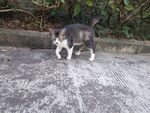 猫咪