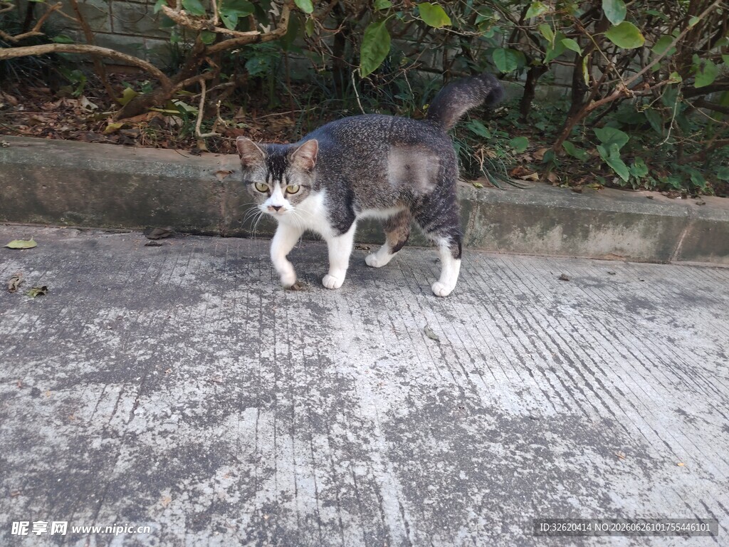 猫咪