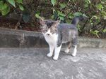 猫咪