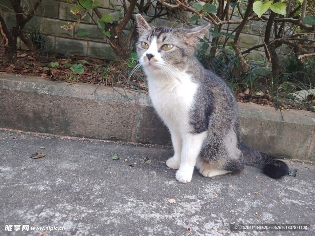 猫咪