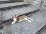 猫咪