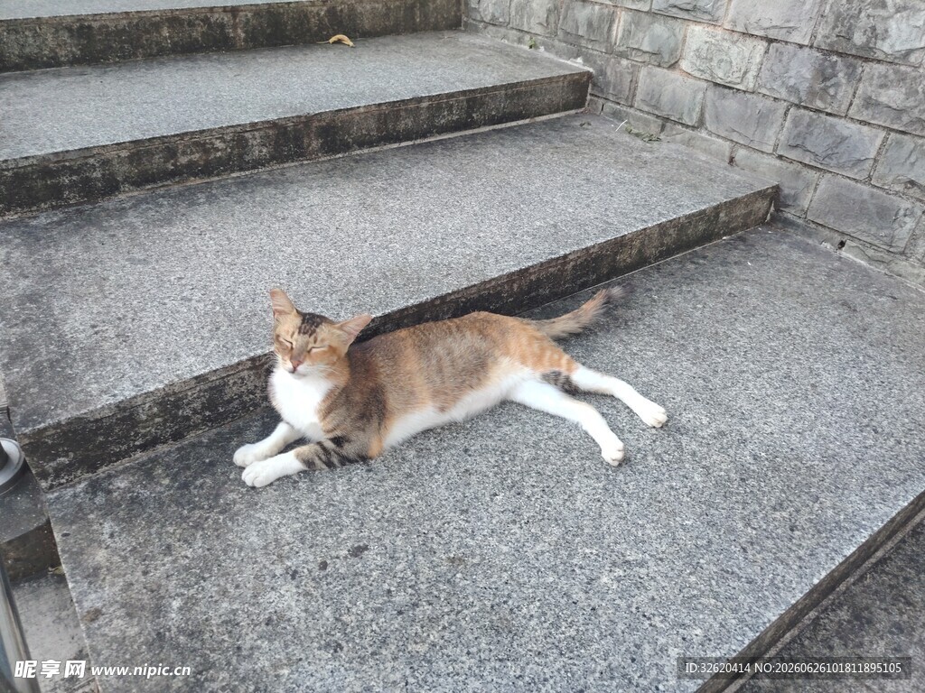 猫咪