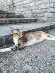 猫咪