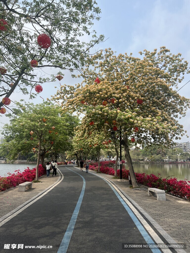 城市林荫步道风景惠州西湖