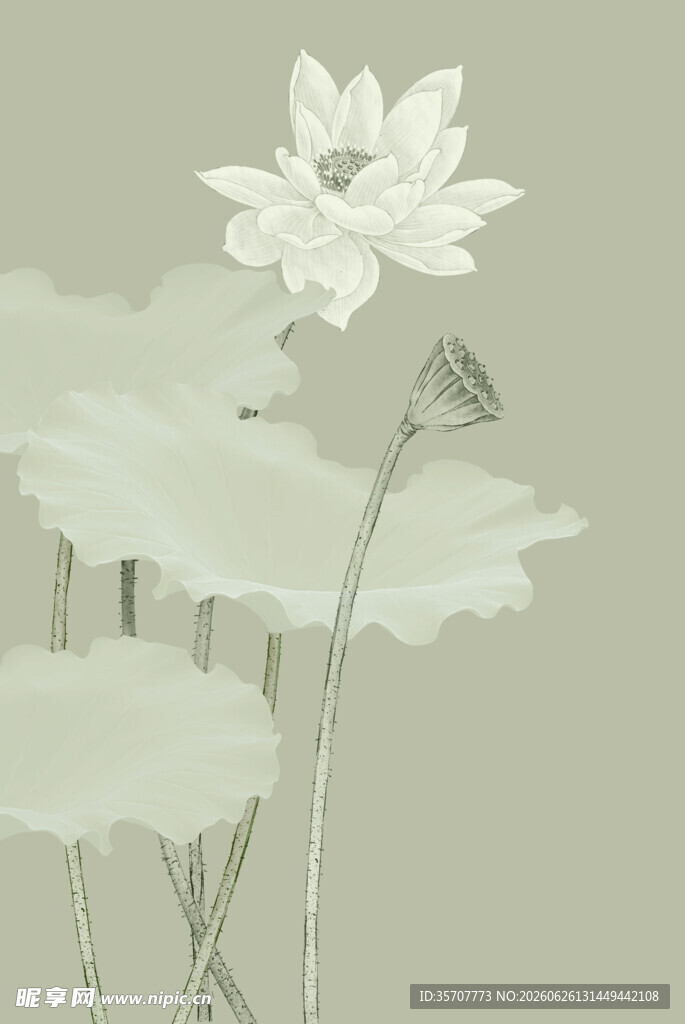 荷花