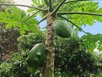 木瓜