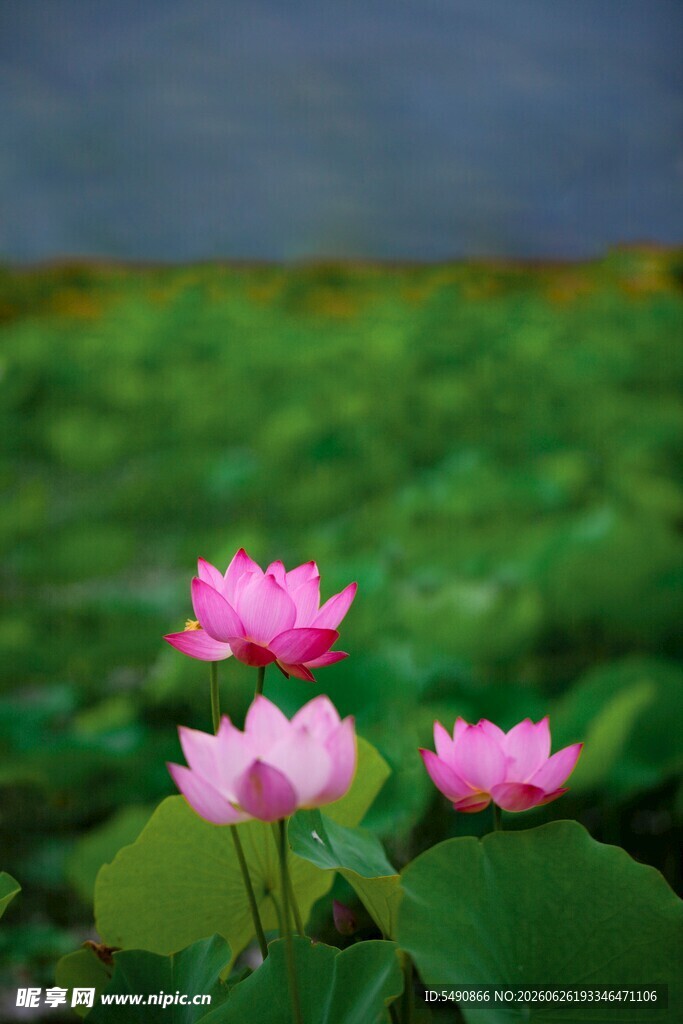 荷花绽放