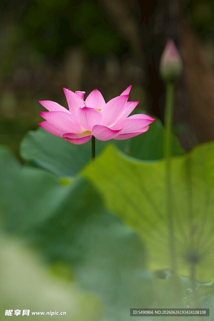 粉色荷花绽放