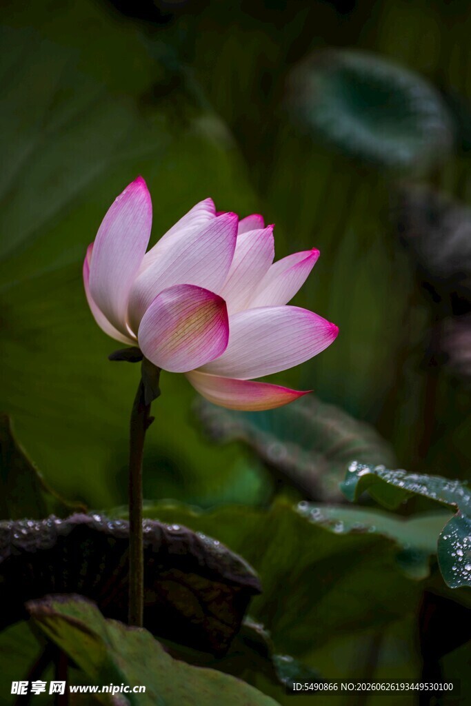 荷花