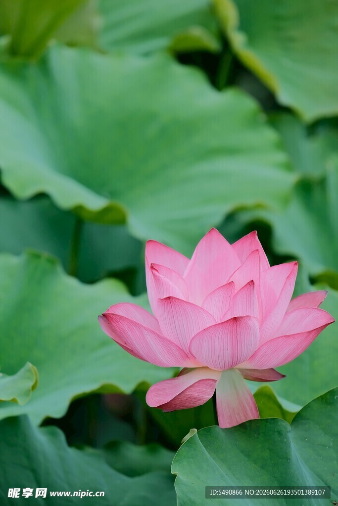 荷花绽放