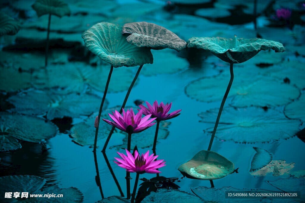 莲花