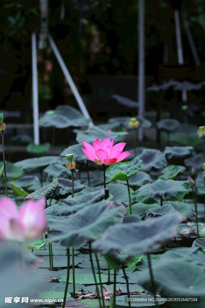 荷花