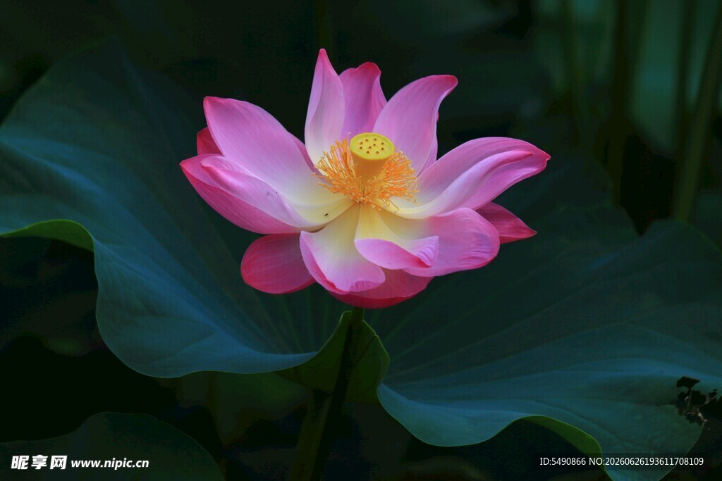 荷花绽放