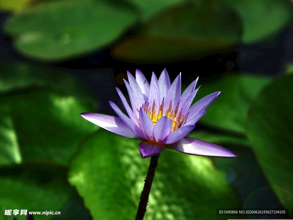 睡莲