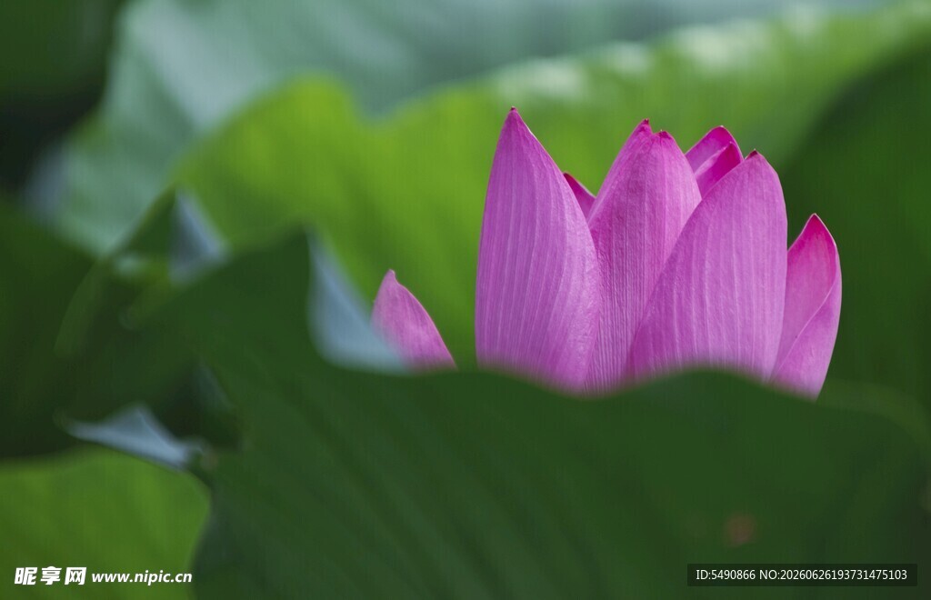 荷花
