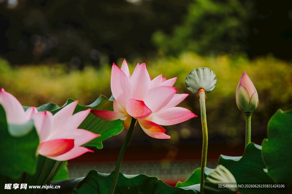荷花
