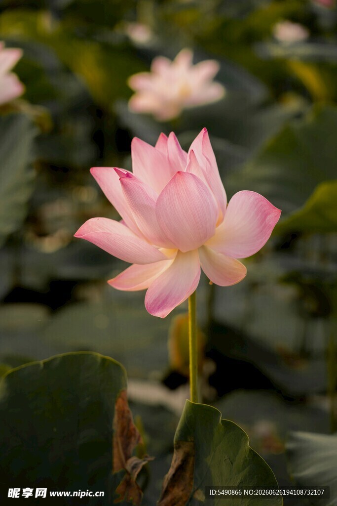 粉色荷花
