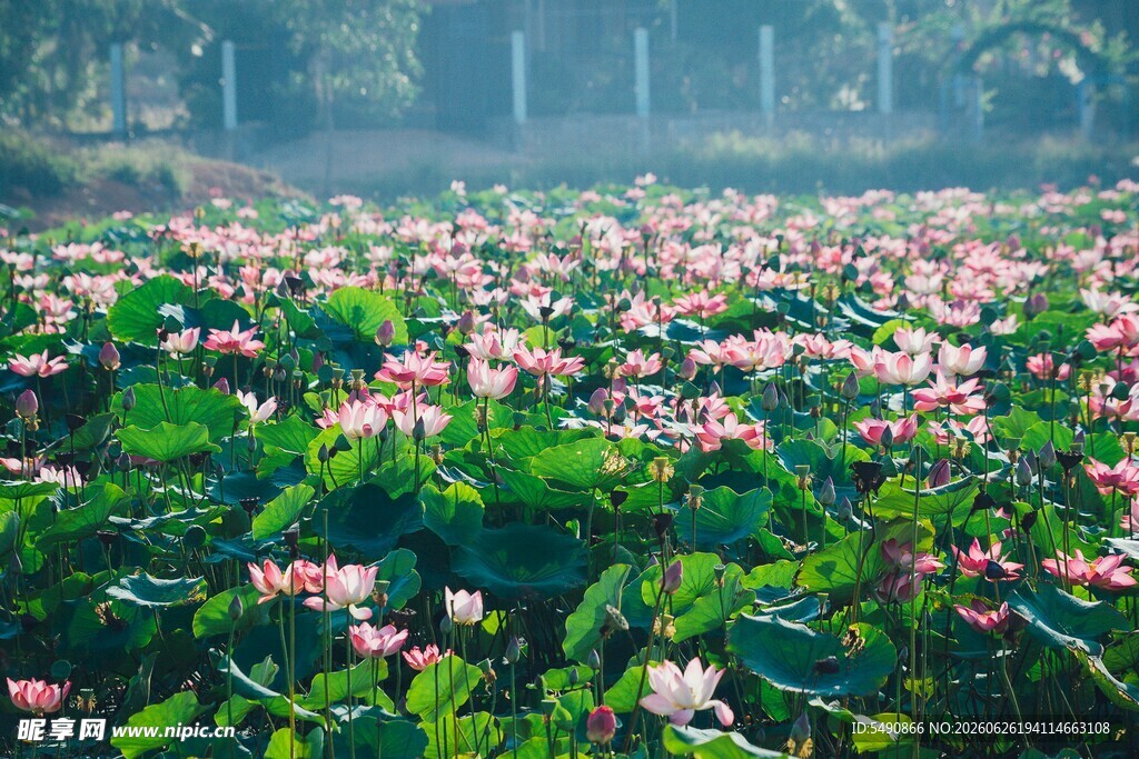 荷花盛开