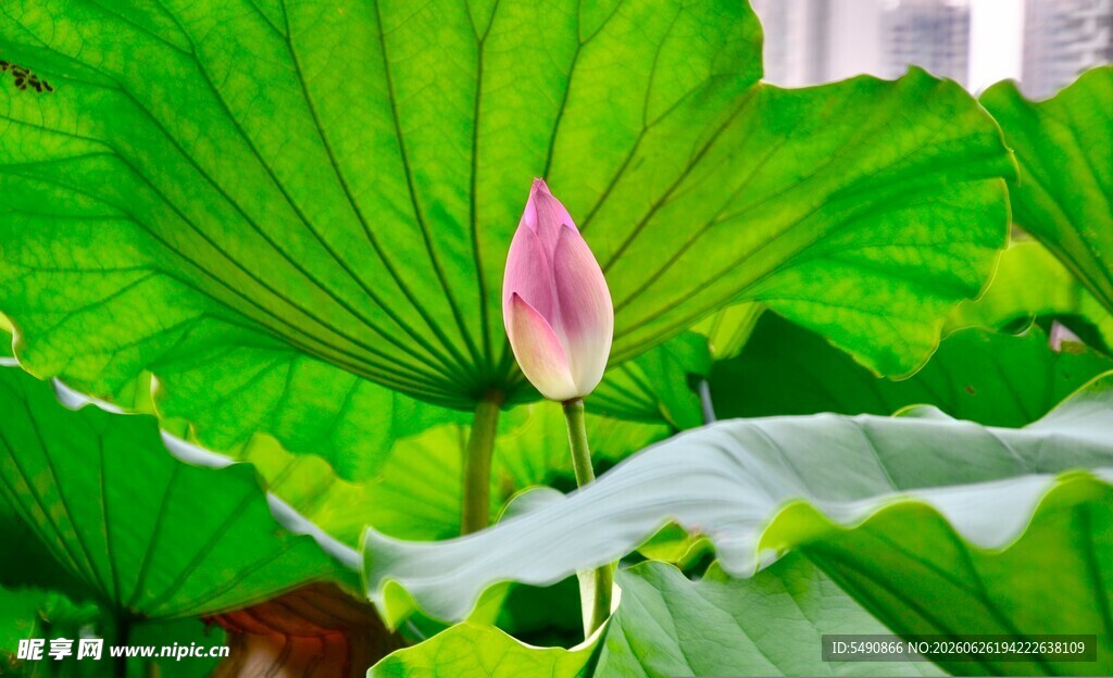 含苞荷花