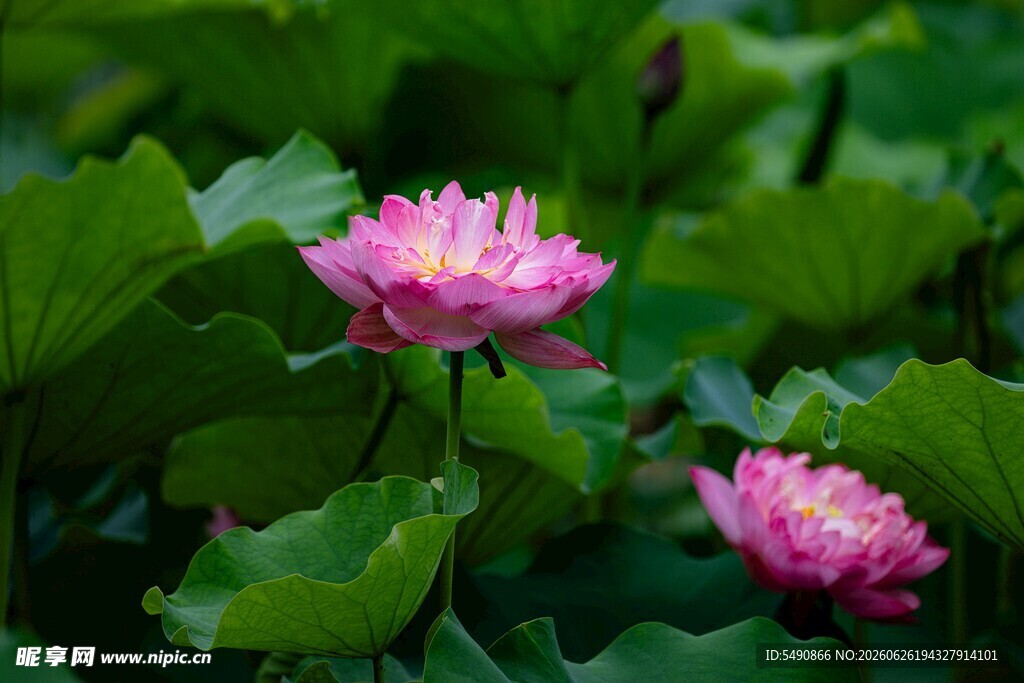 荷花