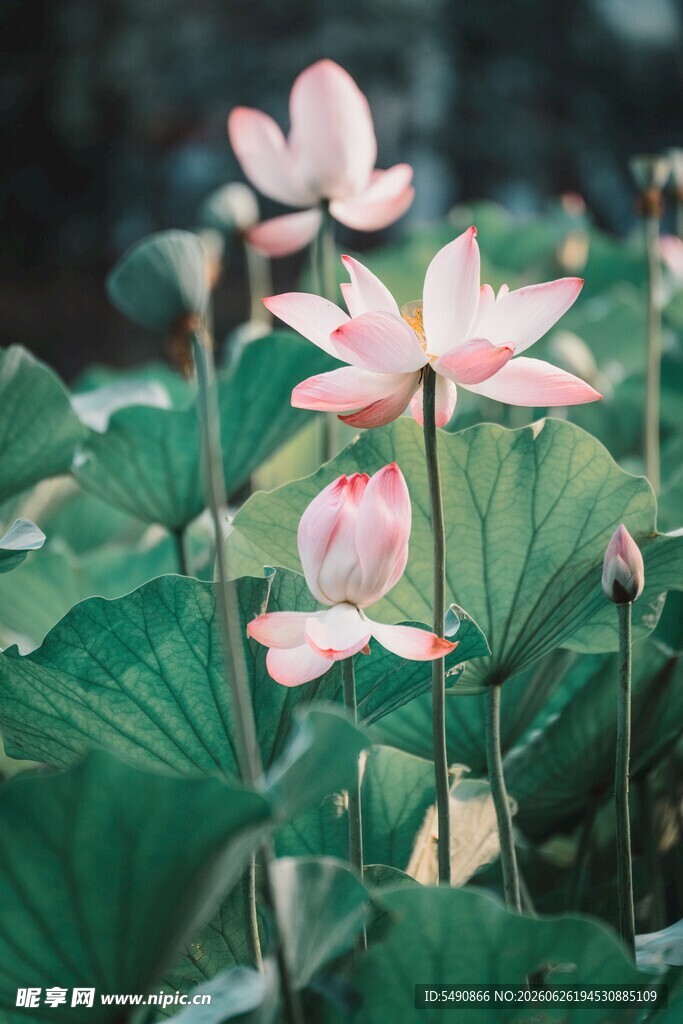 粉色荷花绽放于绿叶间
