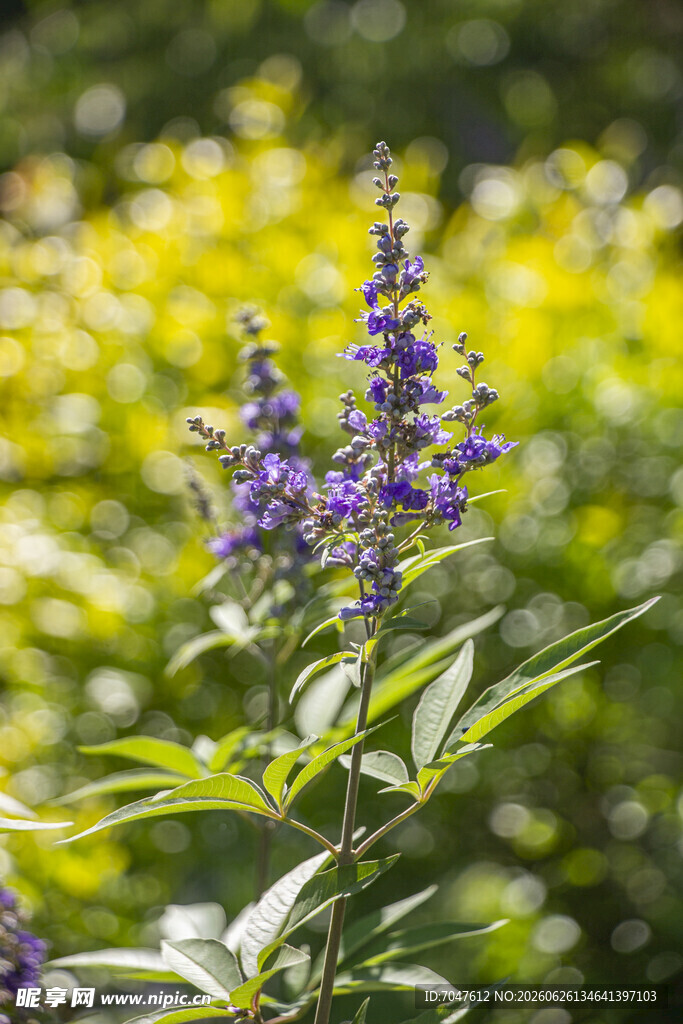 穗花牡荆紫色花卉特写