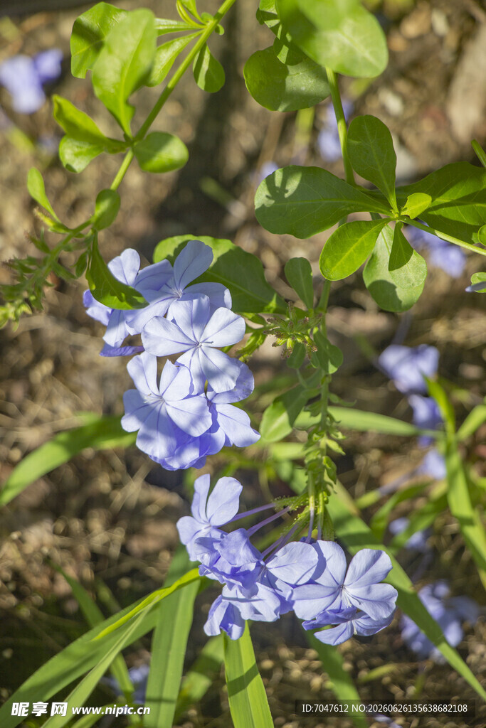 蓝花丹绽放于绿叶间