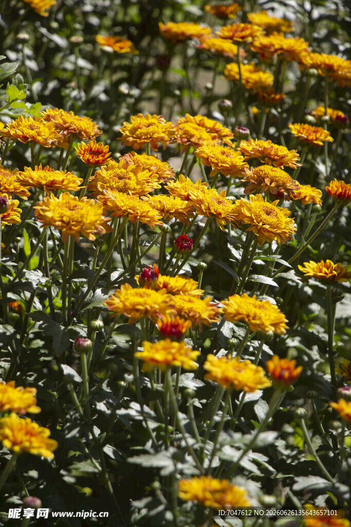 金黄色可爱菊花阳光泡泡