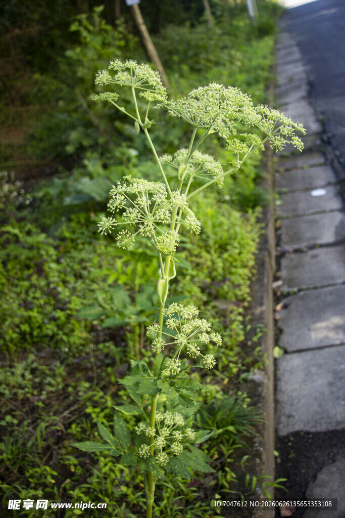 白芷花的伞形花序特写