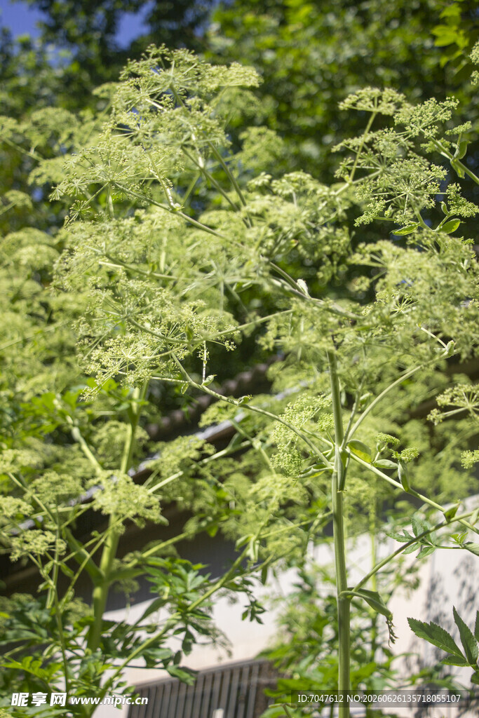白芷花朵特写