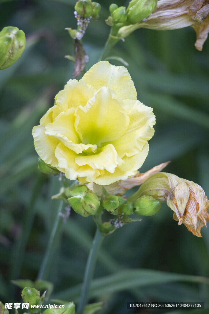 黄色萱草花特写
