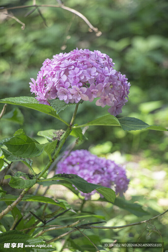 紫色绣球花绽放于绿叶间