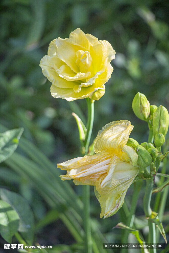 黄色萱草花