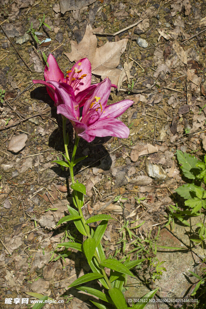 粉色百合花