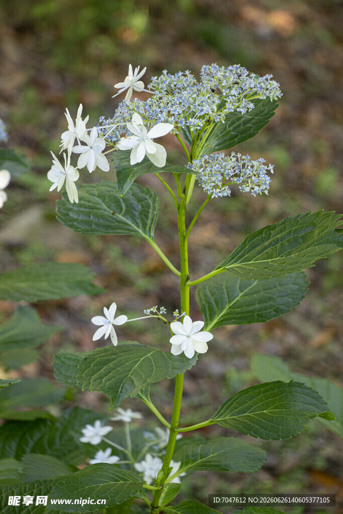 白色绣球花八仙花植物特写
