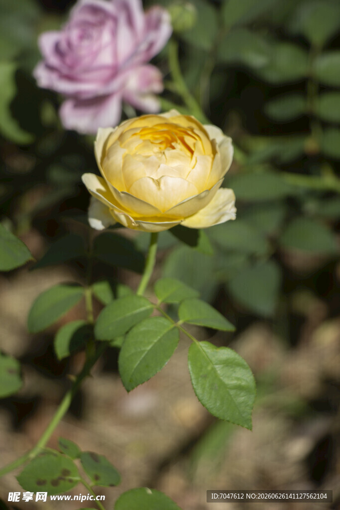 娇艳双色月季花绽放