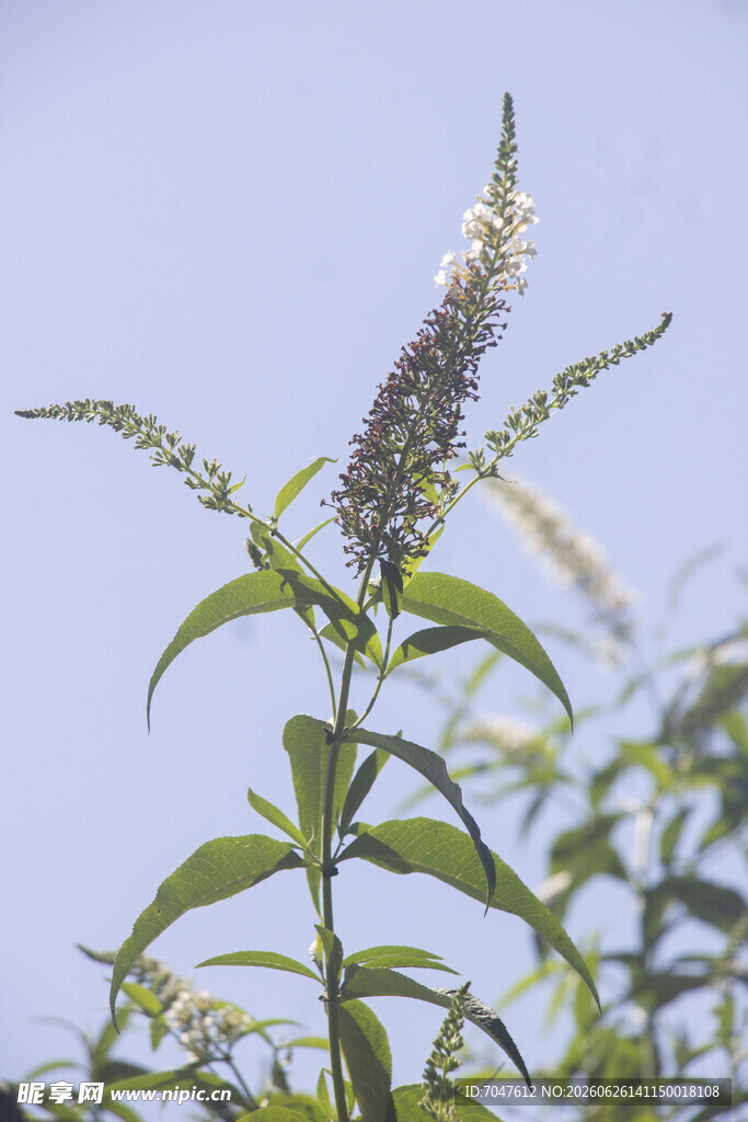 白花醉鱼草