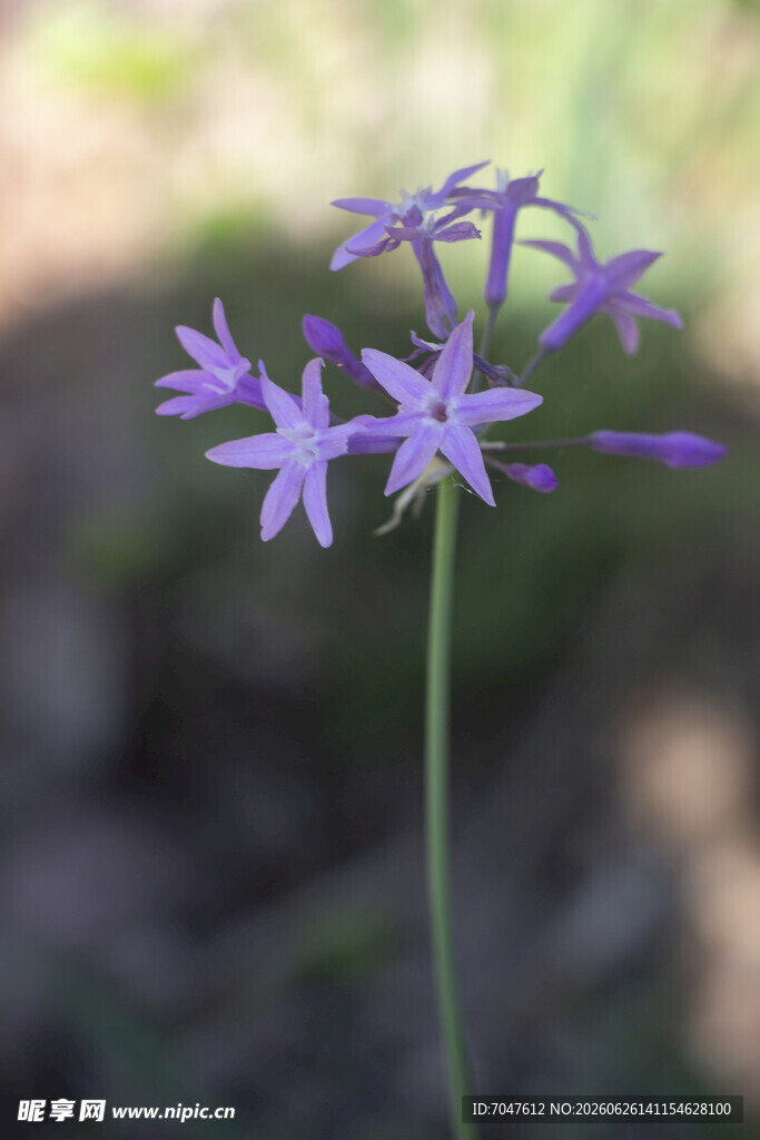 紫娇花紫色星状小花独株绽放