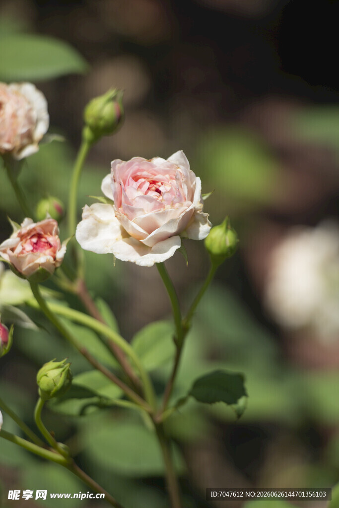 粉色月季花