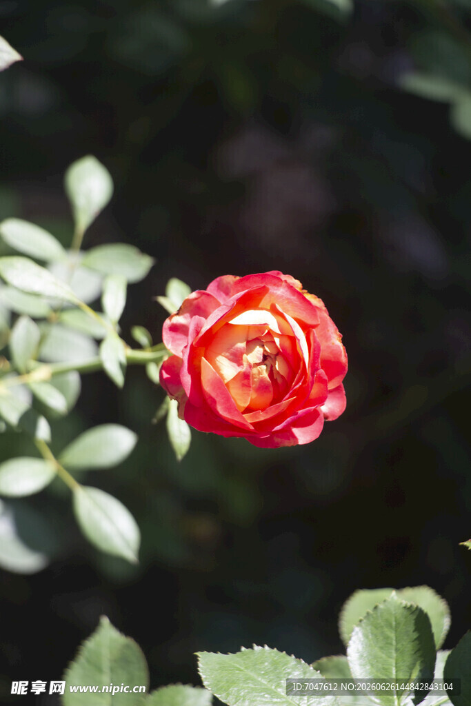 红色月季花 