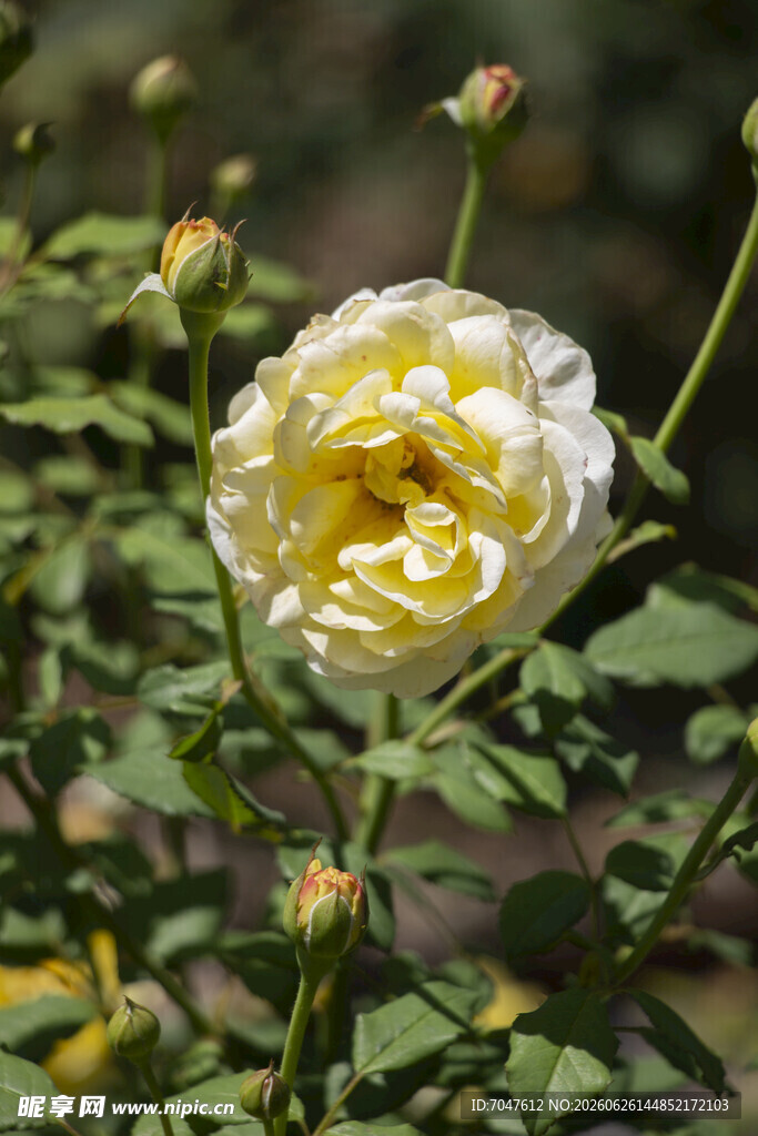 黄色月季花