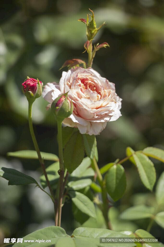 粉色月季花