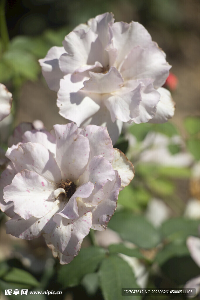 淡雅白色月季花