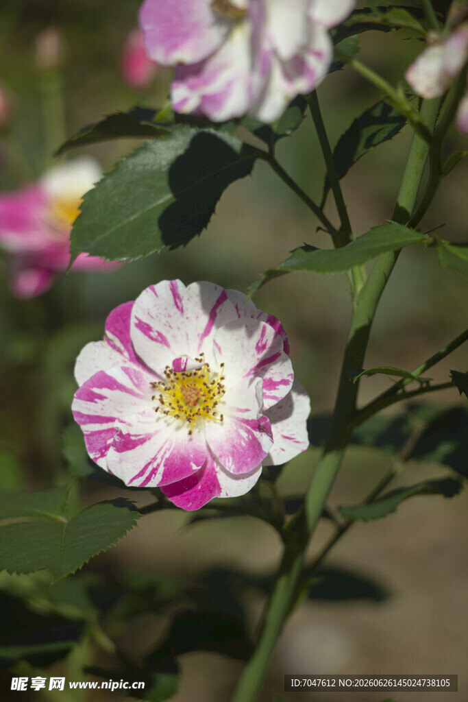 粉白双色月季花绽放
