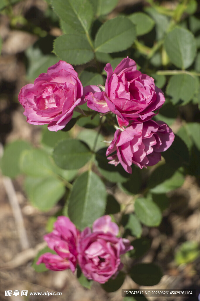 粉色月季花