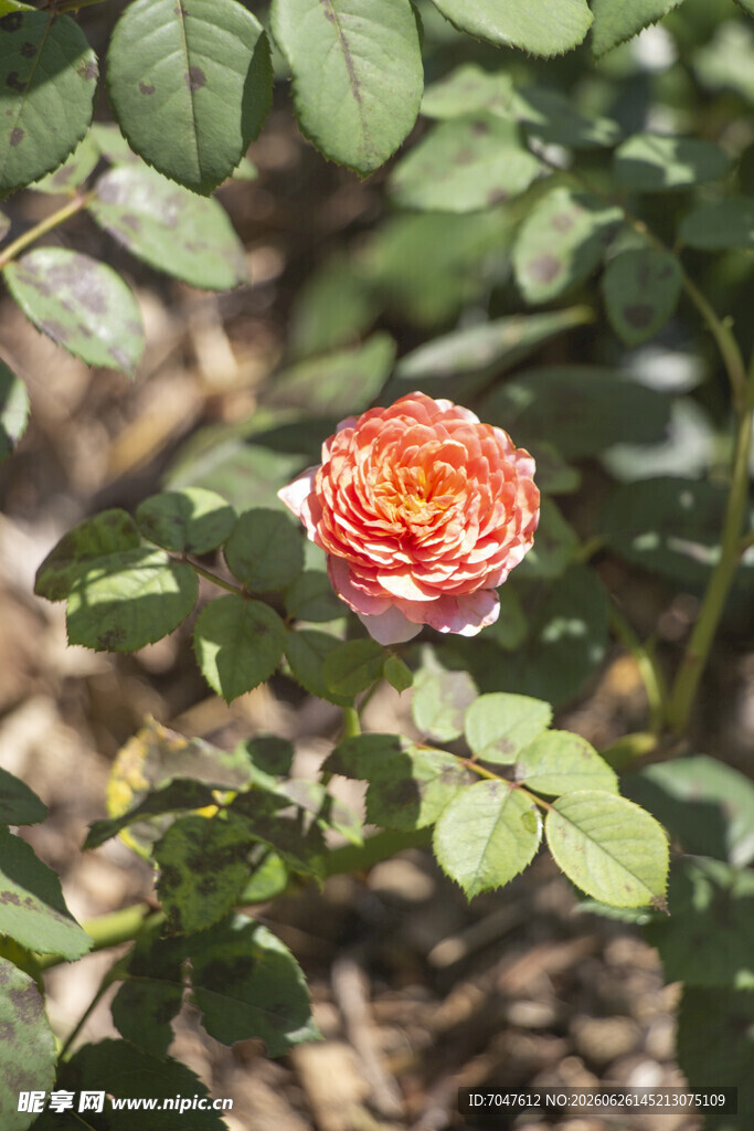 月季花