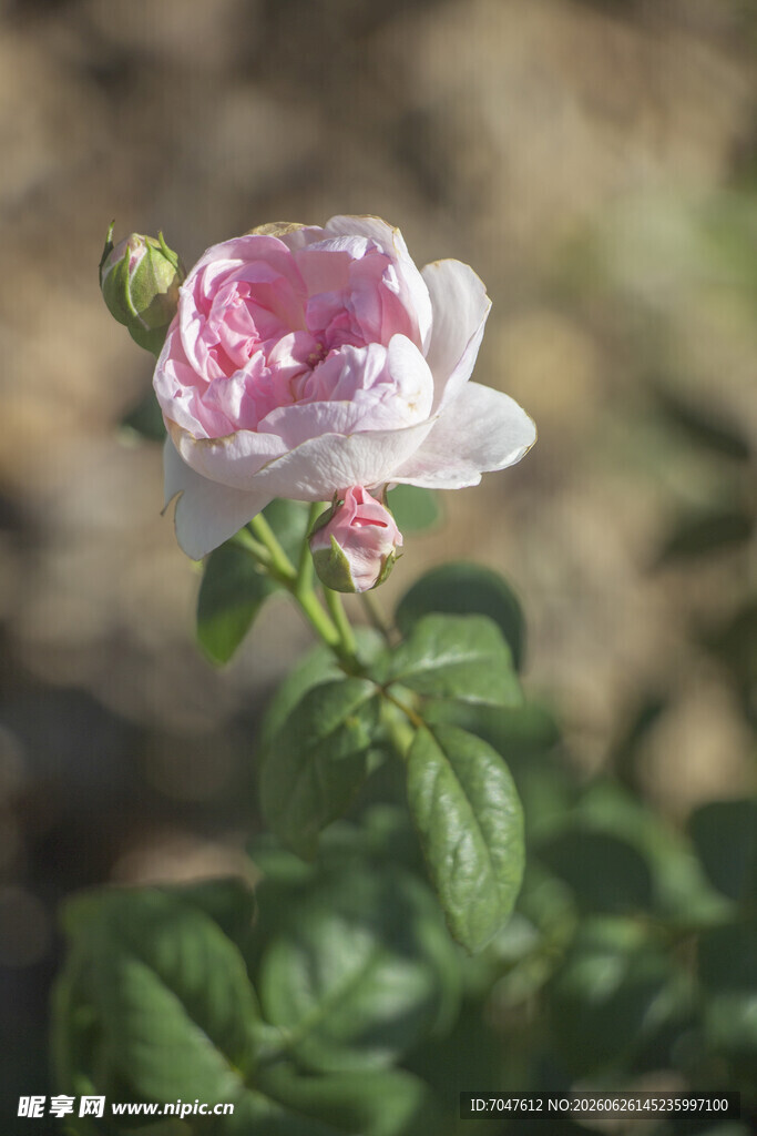 粉色月季花